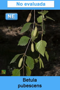 Betula pubescens