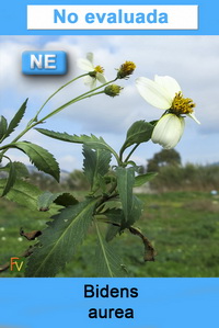 Bidens aurea