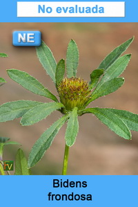 Bidens frondosa