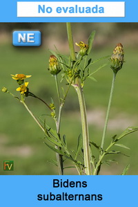 Bidens subalternans