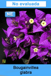 Bougainvillea glabra