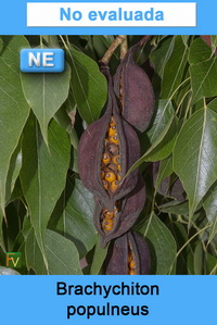 Brachychiton populneus