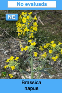 Brassica napus