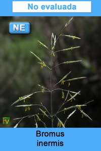 Bromus inermis