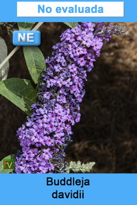 Buddleja davidii