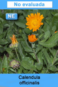 Calendula officinalis