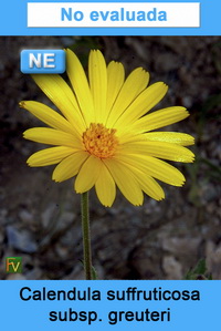 Calendula suffruticosa greuteri