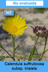 Calendula suffruticosa trialata