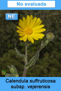 Calendula suffruticosa vejerensis