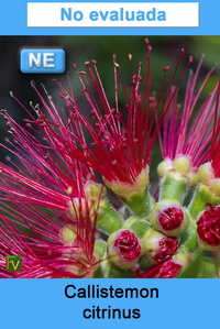 Callistemon citrinus