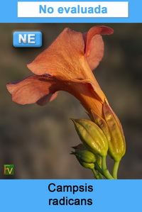 Campsis radicans