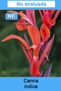 Canna indica