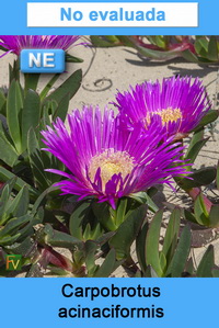 Carpobrotus acinaciformis