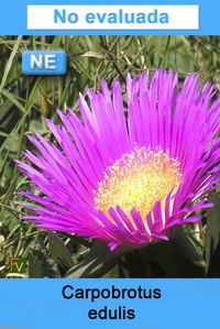 Carpobrotus edulis
