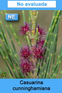 Casuarina cunninghamiana