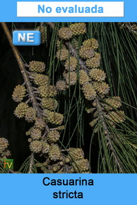 Casuarina stricta
