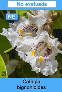 Catalpa bignonioides