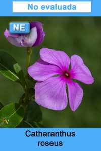 Catharanthus roseus