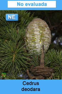 Cedrus deodara