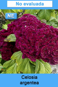 Celosia argentea