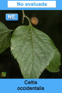 Celtis occidentalis