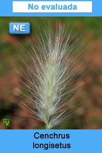 Cenchrus longisetus