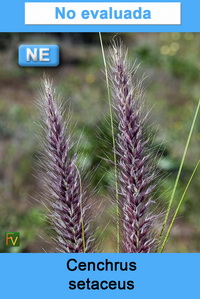 Cenchrus setaceus