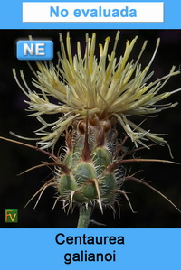 Centaurea galianoi