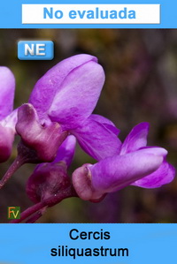 Cercis siliquastrum