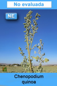 Chenopodium quinoa