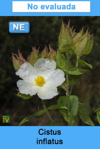 Cistus inflatus