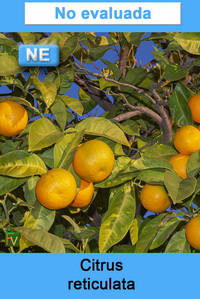 Citrus reticulata