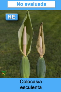 Colocasia esculenta