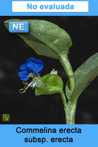 Commelina erecta erecta