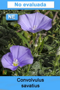 Convolvulus savatius