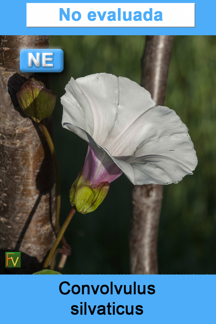 Convolvulus silvaticus