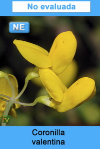 Coronilla valentina
