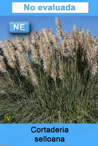 Cortaderia selloana