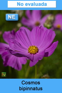 Cosmos bipinnatus