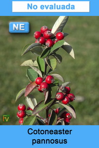 Cotoneaster pannosus