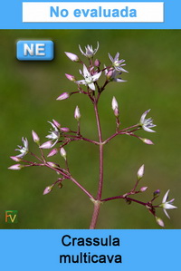 Crassula multicava