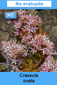 Crassula ovata