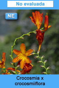 Crocosmia x crocosmiiflora