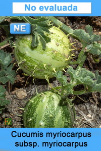 Cucumis myriocarpus myriocarpus