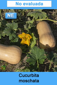 Cucurbita moschata