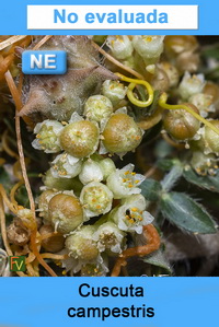 Cuscuta campestris