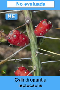 Cylindropuntia leptocaulis