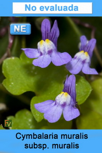 Cymbalaria muralis muralis