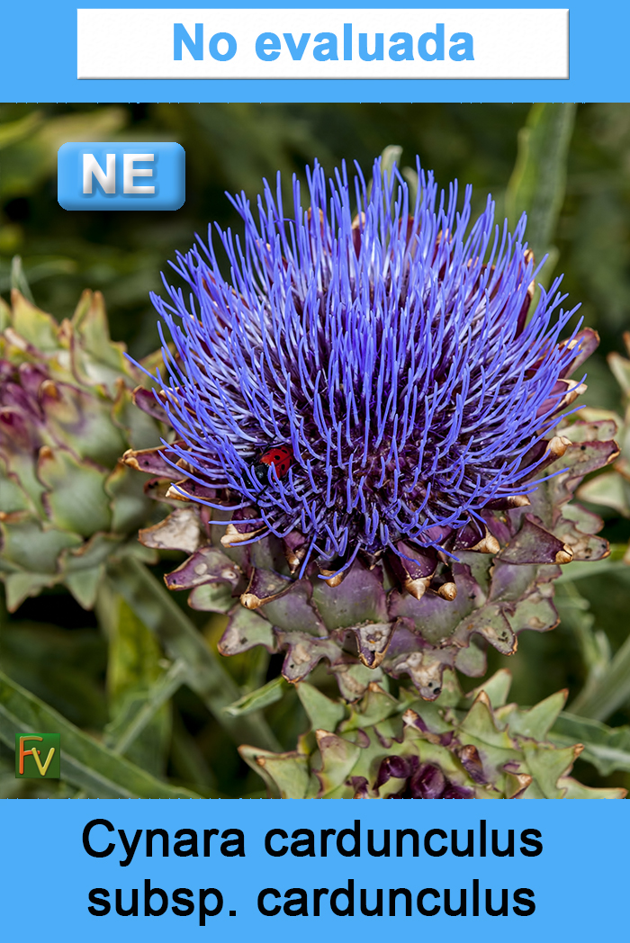 Cynara cardunculus cardunculus