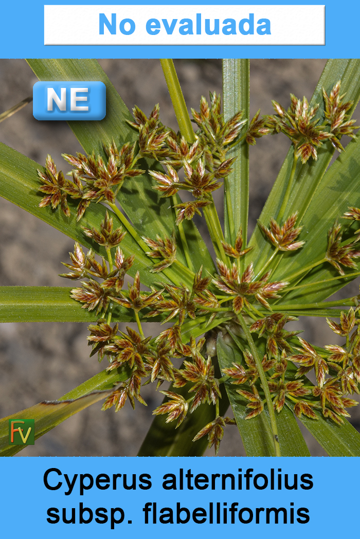 Cyperus alternifolius flabelliformis